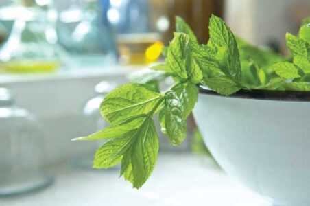 Herbs for Digestion Image